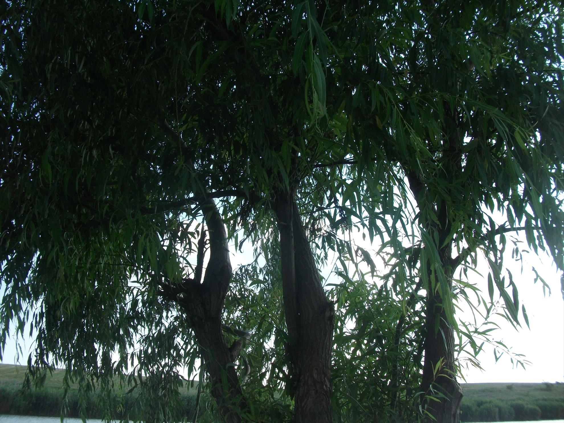 Walter - dscf0544.jpg